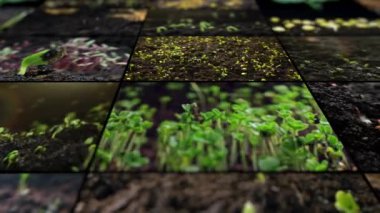 Filizlenme zamanı: Bitkilerin topraktan olgunluğa uzanan görsel bir yolculuk, botanik, doğa ve meyve ve sebzelerin olgunlaşmasını vurguluyor. Yüksek kalite 4k görüntü