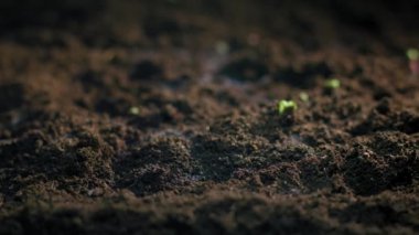 Seedling Growth 'un Zaman Süreleri Pests Mold ve Gnats A enteresan Insight into Nature Challenges tarafından bölündü. Yüksek kalite 4k görüntü
