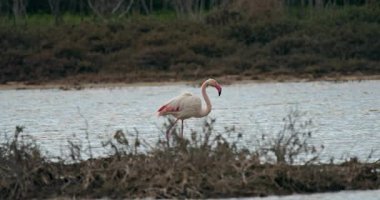 Pembe flamingo gölette yürüyor. Vahşi doğada güzel kuşlar. Yüksek kalite 4k görüntü