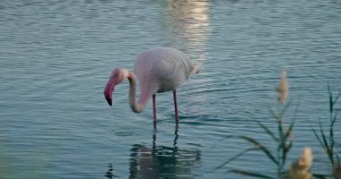 Kafası gölde yemek yerken suya gömülü pembe flamingo. Vahşi doğadaki kuş yaşamının detaylı bir yakın çekimi, dingin doğa ve vahşi yaşam güzelliğini yakalıyor. Yüksek kalite 4k görüntü