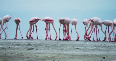 Larnaka Salt Lake 'de yemek yiyen bir grup pembe flamingo. Kıbrıs 'ın vahşi yaşam manzarası, Akdeniz' deki gölün kıyısında beslenen kuşlar, turistik noktalar ve seyahat. Yüksek kalite 4k görüntü