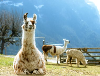 İnsanların hareketli ve yumuşak kentsel ışıklarla dolu samimi bir sokak anı