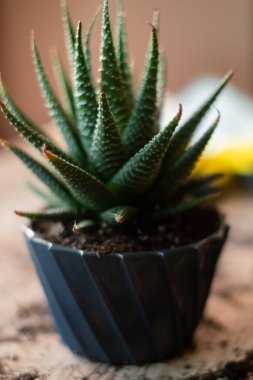 Bitkileri başka bir kaba nakletmek, bahçe aletleri ahşap bir masanın üzerinde, bir kürek, sarı bir su kovası, bir fıskiye, bir tırmık, eldivenler, bir zamiokulka çiçeği, çizgili bir haworthia çiçeği, nakil için arazi, gübreler,