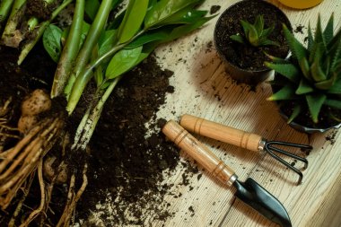 Bitkilerin başka bir tencereye nakledilmesi elinde bahçe aletleri tutan bir bahçıvanın yakın çekimi arka plandaki çiçekler Zamioculcas ve Haworthia ahşap masa, kürek, sarı sulama kutusu, tırmık, eldiven.