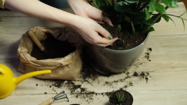 Bitkilerin başka bir tencereye nakledilmesi elinde bahçe aletleri tutan bir bahçıvanın yakın çekimi arka plandaki çiçekler Zamioculcas ve Haworthia ahşap masa, kürek, sarı sulama kutusu, tırmık, eldiven.