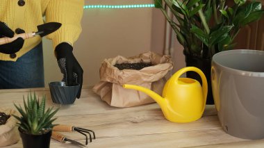 Bitkileri başka bir kaba nakletmek, bahçe aletleri ahşap bir masanın üzerinde, bir kürek, sarı bir su kovası, bir fıskiye, bir tırmık, eldivenler, bir zamiokulka çiçeği, çizgili bir haworthia çiçeği, nakil için arazi, gübreler,