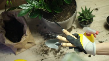 Bitkilerin başka bir tencereye nakledilmesi elinde bahçe aletleri tutan bir bahçıvanın yakın çekimi arka plandaki çiçekler Zamioculcas ve Haworthia ahşap masa, kürek, sarı sulama kutusu, tırmık, eldiven.