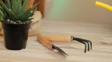 Bitkileri başka bir kaba nakletmek, bahçe aletleri ahşap bir masanın üzerinde, bir kürek, sarı bir su kovası, bir fıskiye, bir tırmık, eldivenler, bir zamiokulka çiçeği, çizgili bir haworthia çiçeği, nakil için arazi, gübreler,