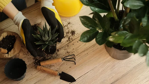 Tanaman Ditransfer Pot Lain Close Dari Tukang Kebun Memegang Bunga — Stok Foto