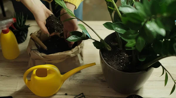 Transplanting plants into another pot, garden tools lie on a wooden table, a shovel, a yellow watering can, a sprinkler, a rake, gloves, a zamiokulkas flower, a striped haworthia flower, land for transplanting, fertilizers