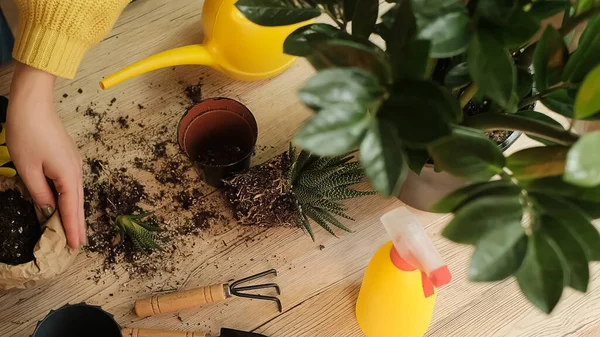Watering a flower from a garden sprayer, garden tools lie on a wooden table, a shovel, a yellow watering can, a sprinkler, a rake, gloves, a zamiokulkas flower, a striped haworthia flower, land for transplanting, fertilizers