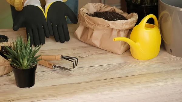 Work gloves, put on garden gloves, hands in yellow work gloves, garden tools lie on a wooden table, a shovel, a yellow watering can, a rake, gloves, zamiokulkas, striped haworthia