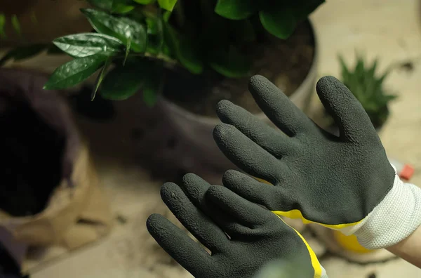 Work gloves, put on garden gloves, hands in yellow work gloves, garden tools lie on a wooden table, a shovel, a yellow watering can, a rake, gloves, zamiokulkas, striped haworthia