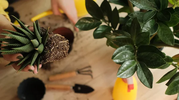 Tanaman Ditransfer Pot Lain Close Dari Tukang Kebun Memegang Bunga — Stok Foto
