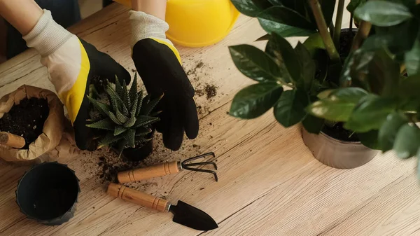 Transplanting plants into another pot, garden tools lie on a wooden table, a shovel, a yellow watering can, a sprinkler, a rake, gloves, a zamiokulkas flower, a striped haworthia flower, land for transplanting, fertilizers