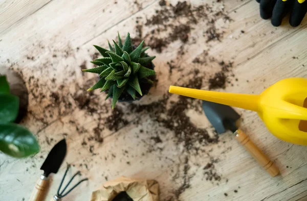 Watering a flower from a garden watering can, garden tools lie on a wooden table, a shovel, a yellow watering can, a sprinkler, a rake, gloves, a zamiokulkas flower, a striped haworthia flower, land for transplanting, fertilizers