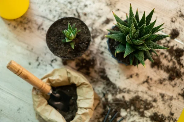 Mentransplantasi Tanaman Pot Lain Alat Alat Kebun Terletak Atas Meja — Stok Foto