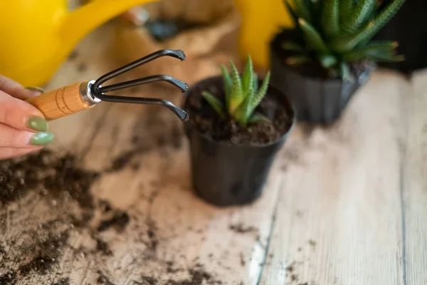 stock image Transfer of plants to another pot, close-up of a gardener holding garden tools in his hand, in the background flowers Zamioculcas and Haworthia striped on a wooden table, a shovel, a yellow watering can, a rake, gloves