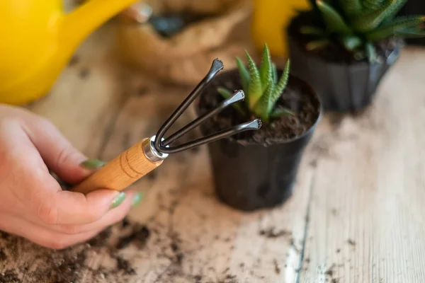 Stock image Transfer of plants to another pot, close-up of a gardener holding garden tools in his hand, in the background flowers Zamioculcas and Haworthia striped on a wooden table, a shovel, a yellow watering can, a rake, gloves