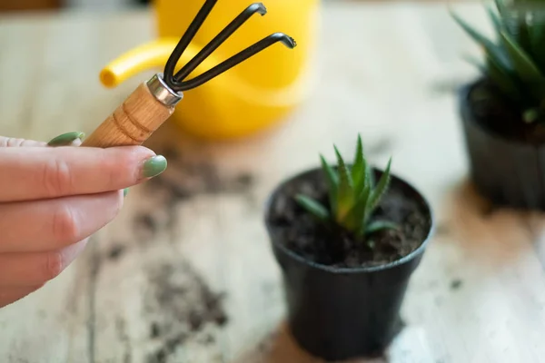 stock image Transfer of plants to another pot, close-up of a gardener holding garden tools in his hand, in the background flowers Zamioculcas and Haworthia striped on a wooden table, a shovel, a yellow watering can, a rake, gloves