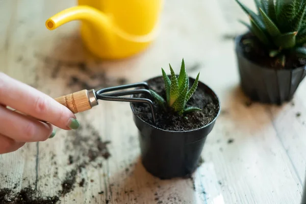 stock image Transfer of plants to another pot, close-up of a gardener holding garden tools in his hand, in the background flowers Zamioculcas and Haworthia striped on a wooden table, a shovel, a yellow watering can, a rake, gloves