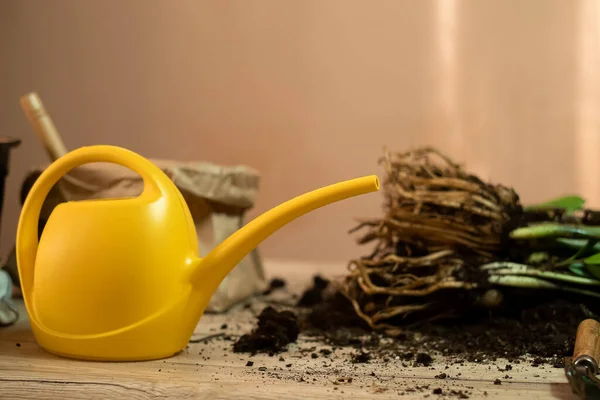 stock image Watering a flower from a garden watering can, garden tools lie on a wooden table, a shovel, a yellow watering can, a sprinkler, a rake, gloves, a zamiokulkas flower, a striped haworthia flower, land for transplanting, fertilizers