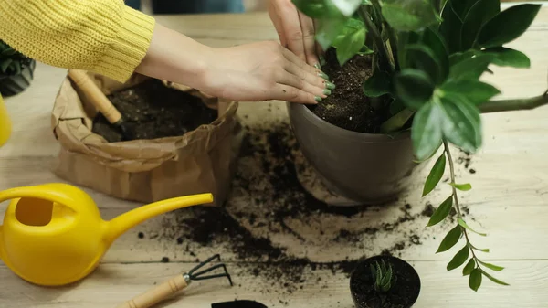Mentransplantasi Tanaman Pot Lain Alat Alat Kebun Terletak Atas Meja — Stok Foto