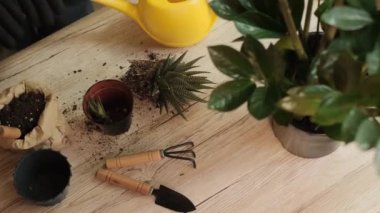 Nakledilen çiçekler, elinde haworthia çizgili bir çiçek tutan bir bahçıvan kızının yakın çekimi ve ileriye doğru uzanıyor, bitki bakımı, büyüyen çiçekler, ev yapımı konsept, Yavaş çekim, Yüzsüz, 4k