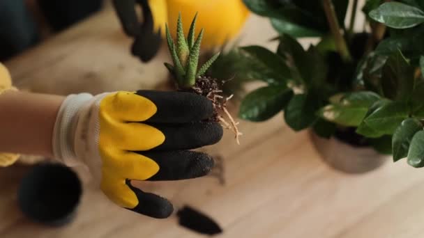 Пересаджуючи Квіти Крупним Планом Руки Молодого Садівника Виймає Квітку Яструба — стокове відео