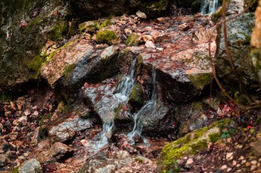 river in the forest in autumn in the daytime, stream in the mountains