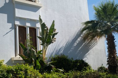 Palm trees against white home by the beach with blue sky and sand