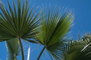 Palm trees against the blue sky on a tropical coast