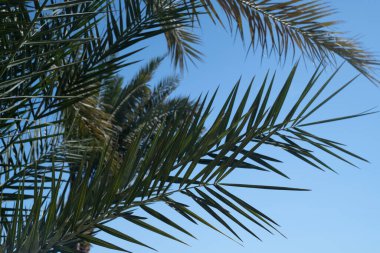 Palm trees against the blue sky on a tropical coast