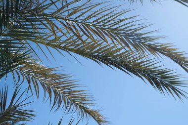 Palm trees against the blue sky on a tropical coast
