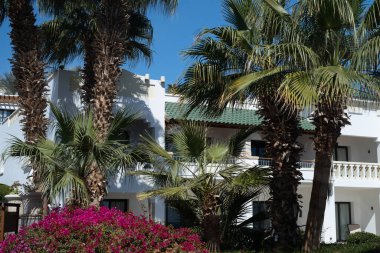 Palm trees against white home by the beach with blue sky and sand