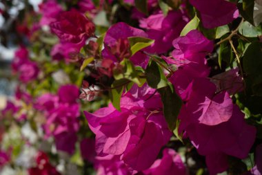 Beautiful and colorful bougainvillea flowers. Pink red bush and bougainvillea flowers.