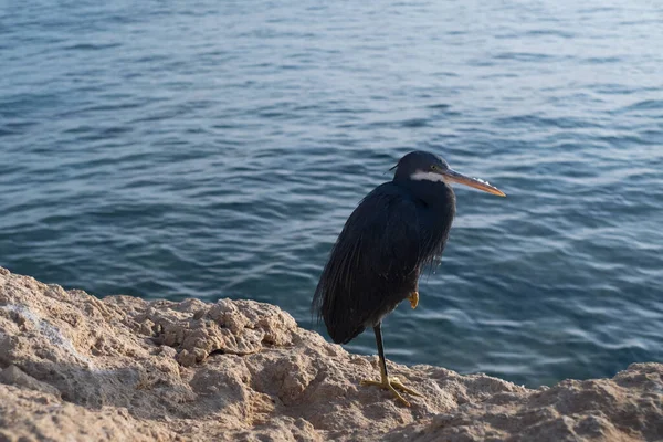 stock image A heron stands in the water on the shore of the Red Sea. Egypt, Africa