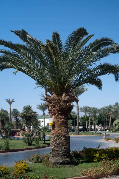 Palm Trees Blue Sky Tropical Coast — Foto de Stock