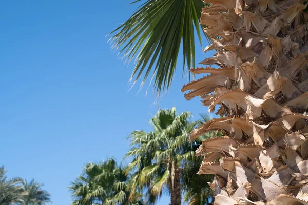 Palm Trees Blue Sky Tropical Coast — Stockfoto