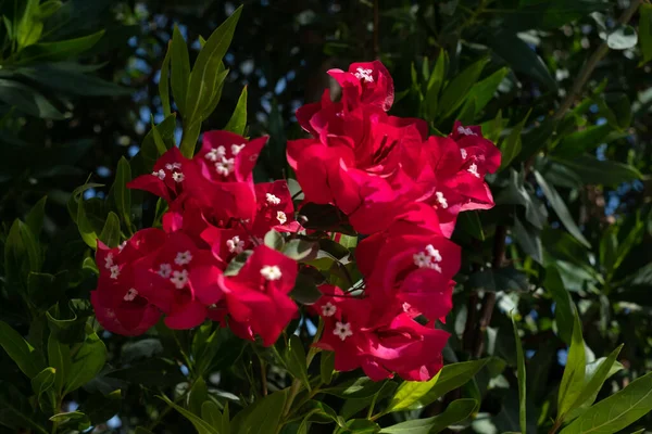 Beautiful Colorful Bougainvillea Flowers Pink Red Bush Bougainvillea Flowers — 图库照片