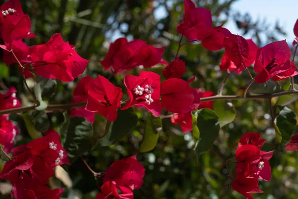 Piękne Kolorowe Kwiaty Bougainvillea Różowy Czerwony Krzew Kwiaty Bugenwilli — Zdjęcie stockowe