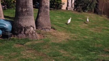 White Egyptian Herons Walk on the Lawn and Pinch Grass. Bird looks at the Camera. Three birds eat grass and walk around the hotel grounds in Egypt, Sharm El Sheikh