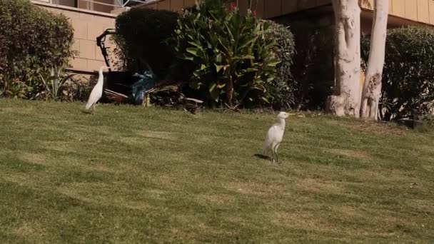 埃及的白鹭漫步在草坪上和一寸的草地上 鸟在看相机 埃及的沙姆沙伊赫 有三只鸟吃草 在宾馆的地面上散步 — 图库视频影像