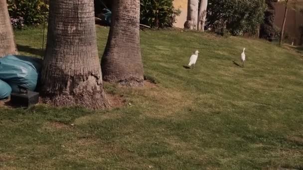 White Egyptian Herons Walk Lawn Pinch Grass Bird Looks Camera — 图库视频影像
