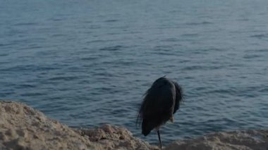 Kızıl Deniz kıyısında kara balıkçıl