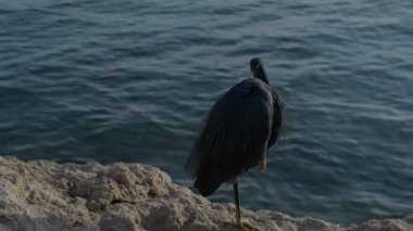 Kızıl Deniz kıyısında kara balıkçıl