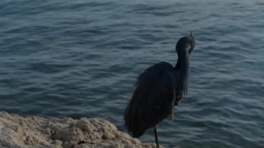 Kızıl Deniz kıyısında kara balıkçıl