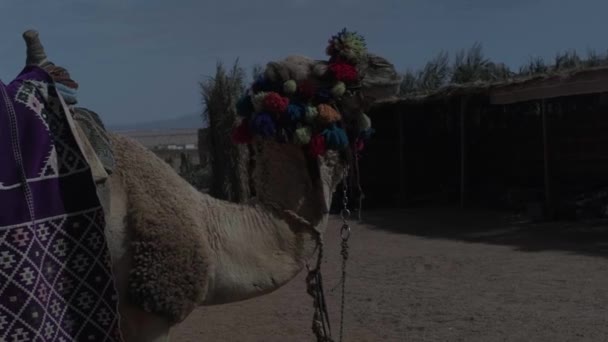 骆驼咀嚼肖像 美丽的骆驼在狩猎 — 图库视频影像