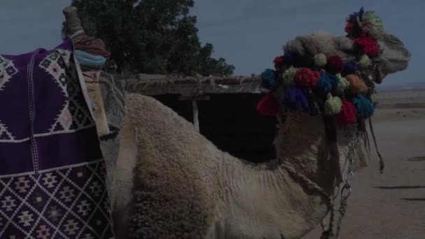 Портрет Верблюда Красивий Верблюд Сафарі — стокове відео
