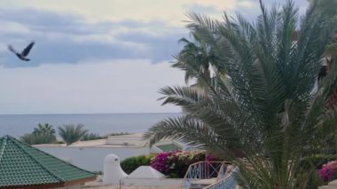 Hindistan cevizi palmiyeleri alt görünüm. Mavi arka planda yeşil palmiye ağacı. Gökyüzüne bakan palmiye ağaçları. Tropikal adada bir sahil. Güneş ışığında palmiye ağaçları. Gimbal yüksek kalite yavaş hareketi vurdu.